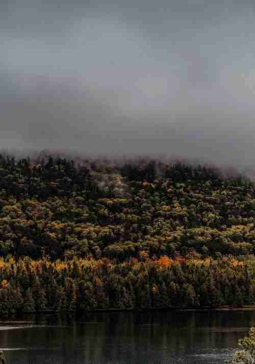 Dimma över Skogen Vid En Sjö Poster