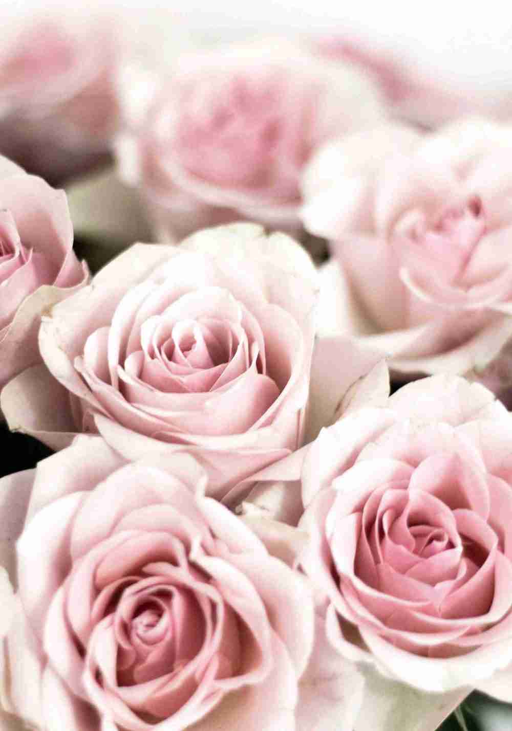 Lugnande Rosa Blommor Poster
