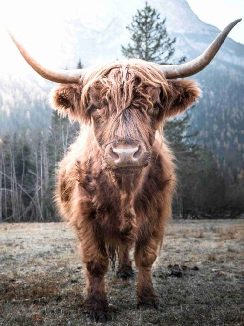 Highland Cow Poster