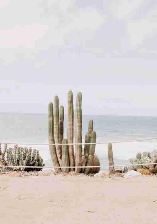 Kaktus Vid Havet Poster