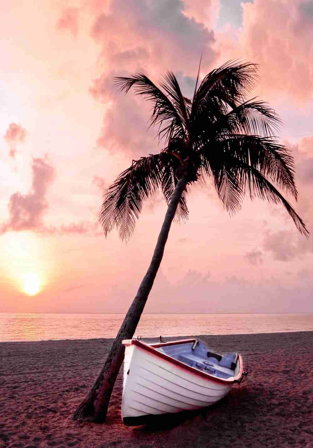 Palm och Båt på Stranden Poster