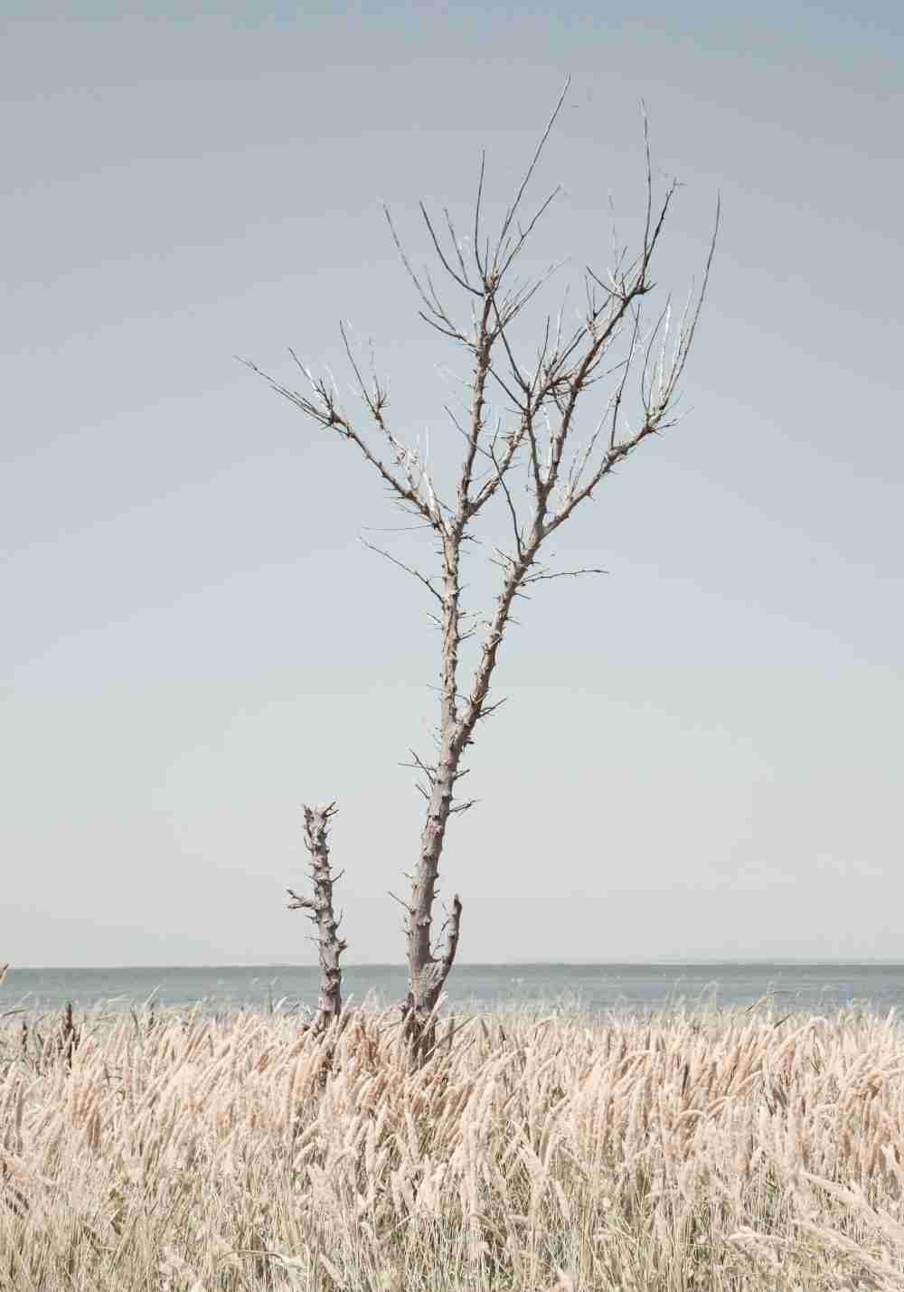 Träd vid Stranden Poster