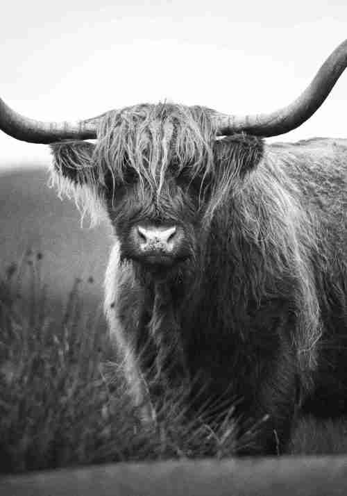 Portrait of Scottish Highland Cow Poster