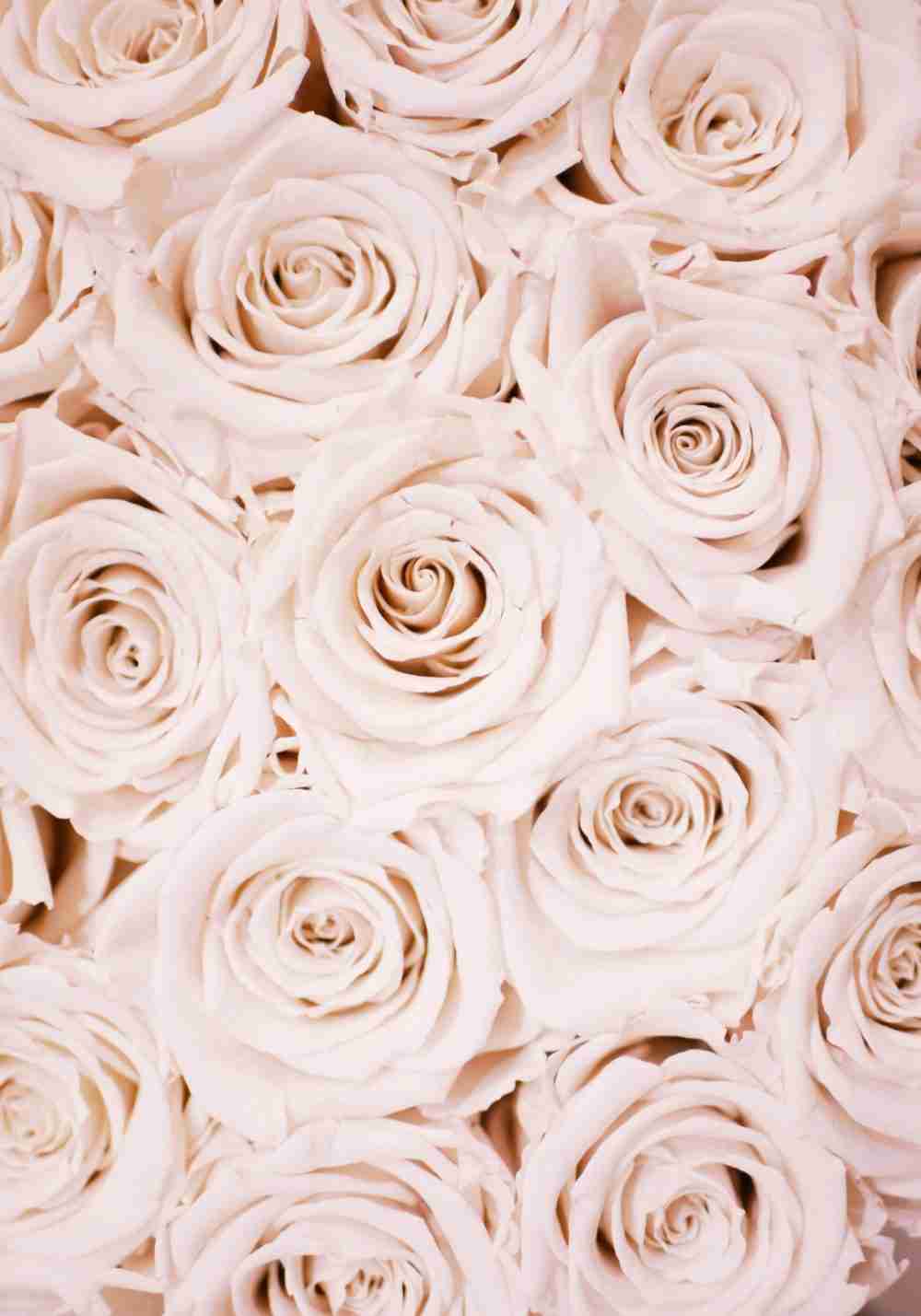 Rosa Blommor Poster