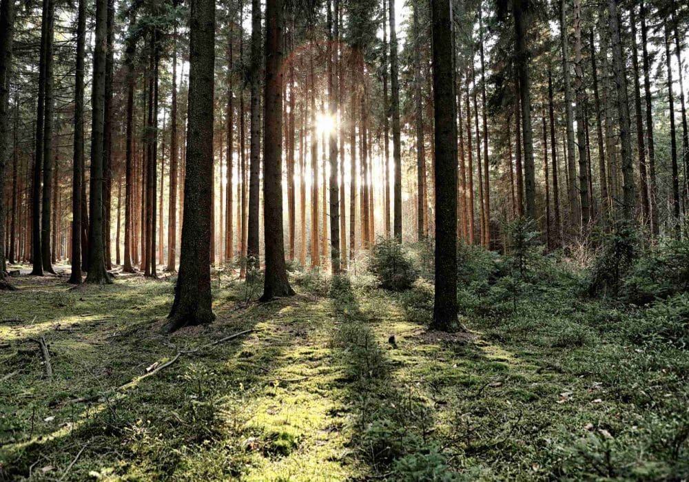 Solnedgång i Skogen Poster