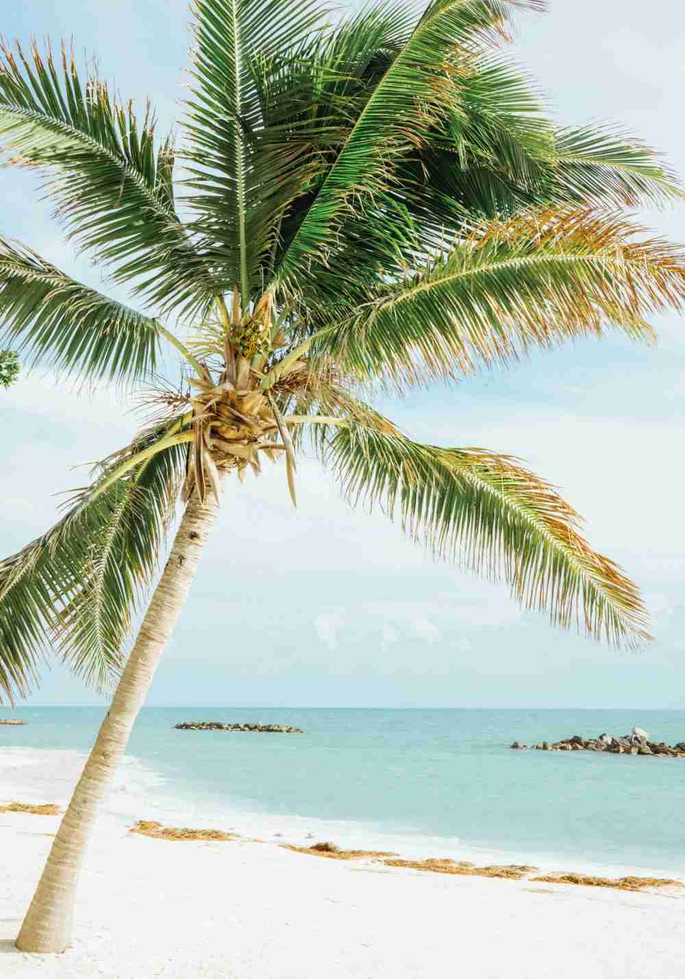 Palm på Stranden Poster