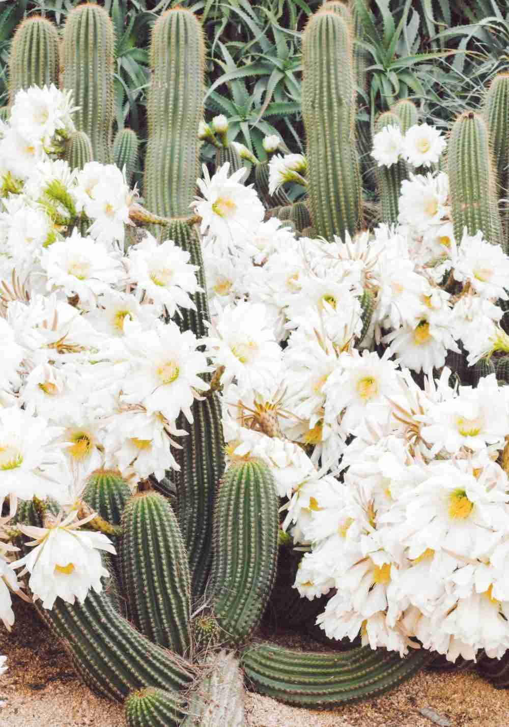 Vita Blommor Kaktus Poster