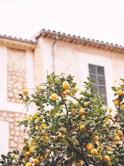 Orange Tree Poster