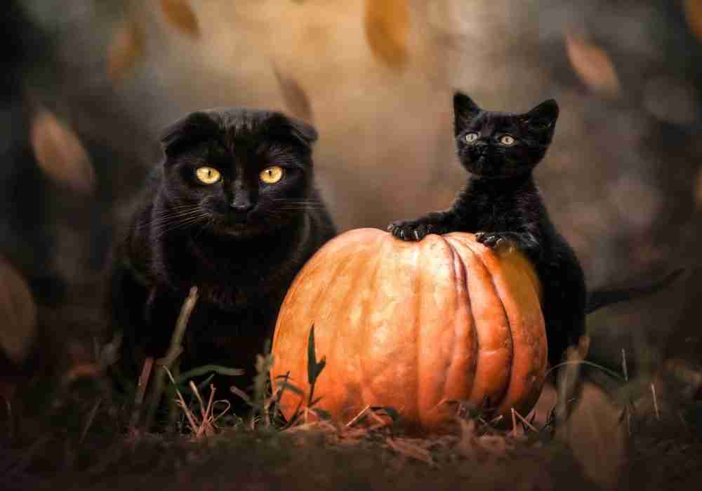 Svarta Katter Med Pumpor Poster