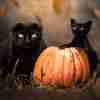 Svarta Katter Med Pumpor Poster