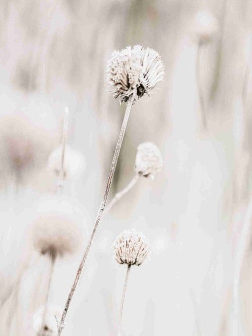 Beige Blomma i Natur Poster