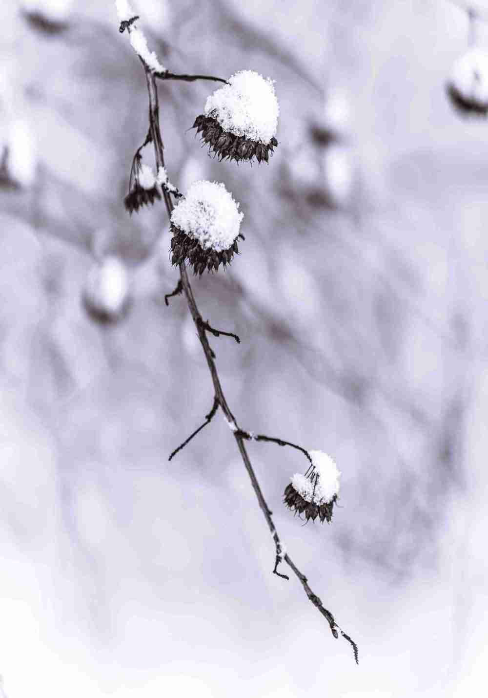 Vinterstilla Natur Poster