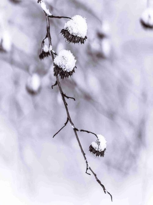 Vinterstilla Natur Poster