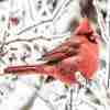 Röd Kardinal Fågel Poster