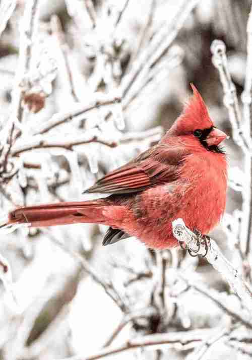 Röd Kardinal Fågel Poster