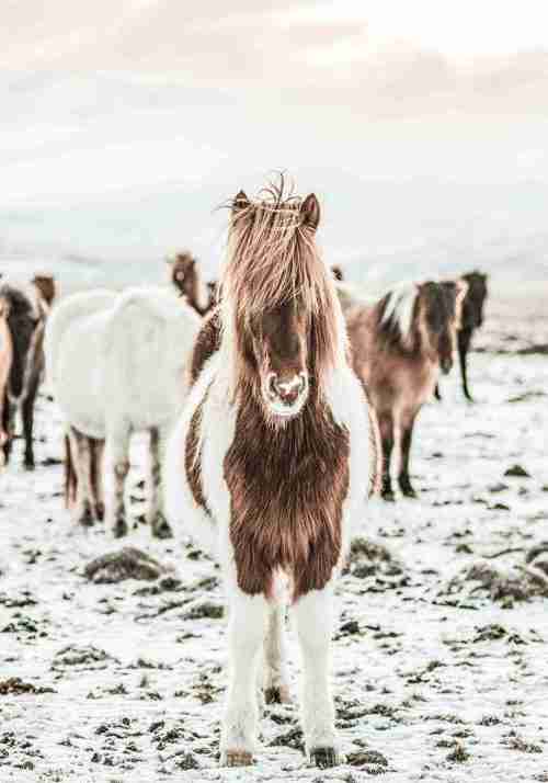 Islandshästar i Landskap Poster