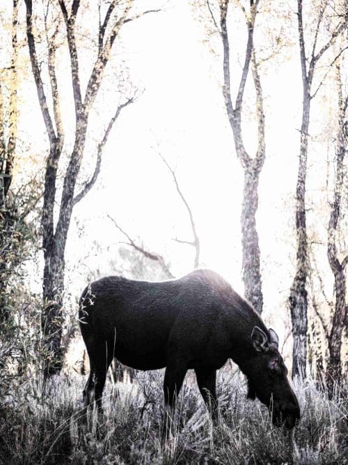 Älg i Skogen Poster