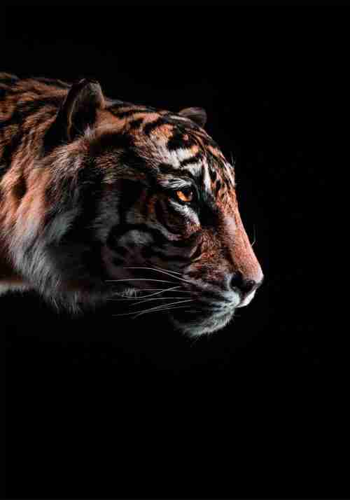 Porträtt av en Tiger Poster