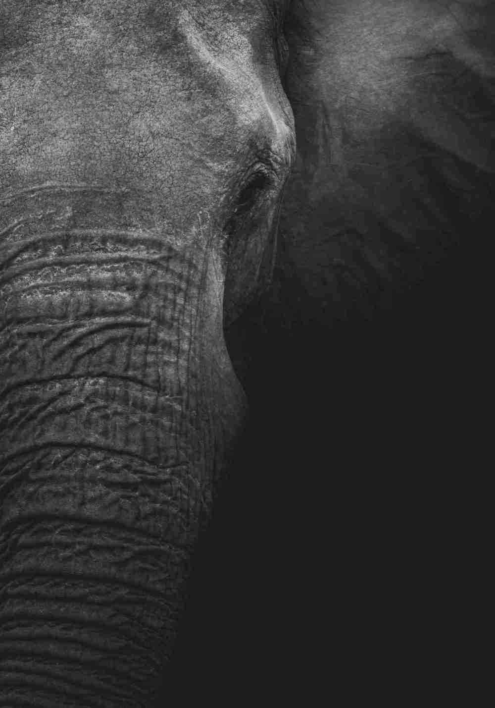 Porträtt av en Elefant Poster
