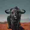 Buffel i Landskap Poster
