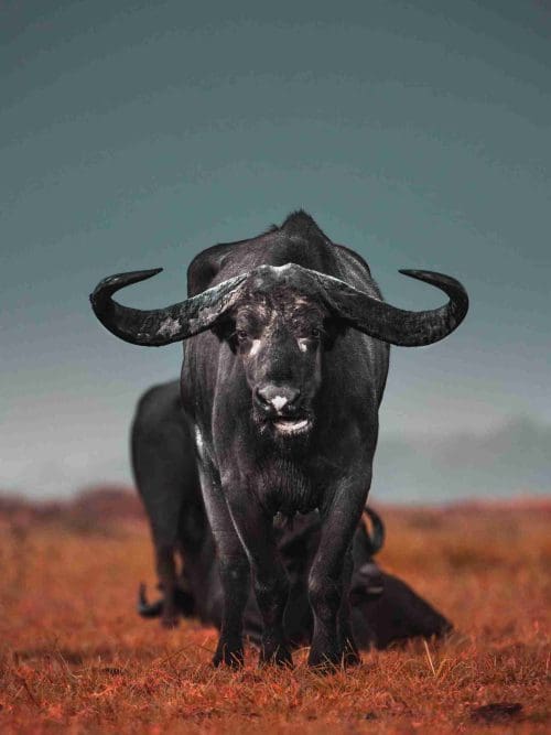 Buffel i Landskap Poster