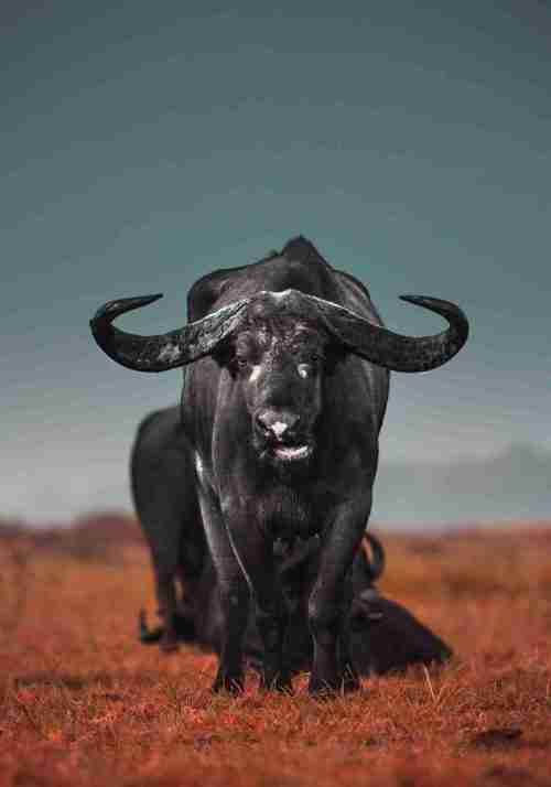 Buffel i Landskap Poster