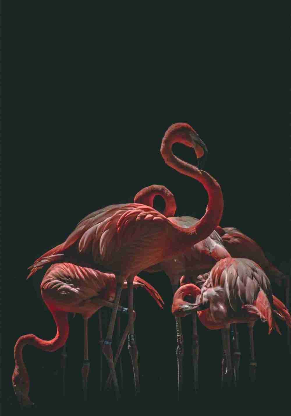 Flock Flamingo Poster