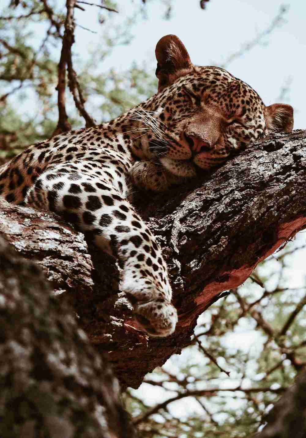 Vilande Leopard Poster