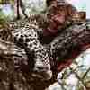 Vilande Leopard Poster