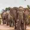 Elefantfamilj på Vandring Poster