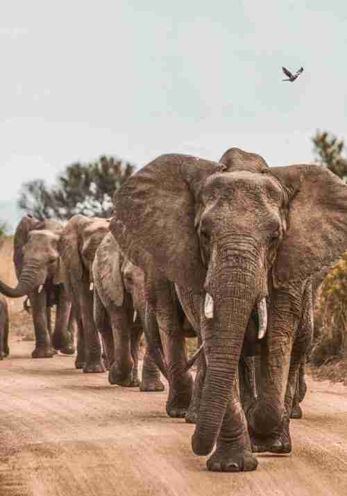 Elefantfamilj på Vandring Poster