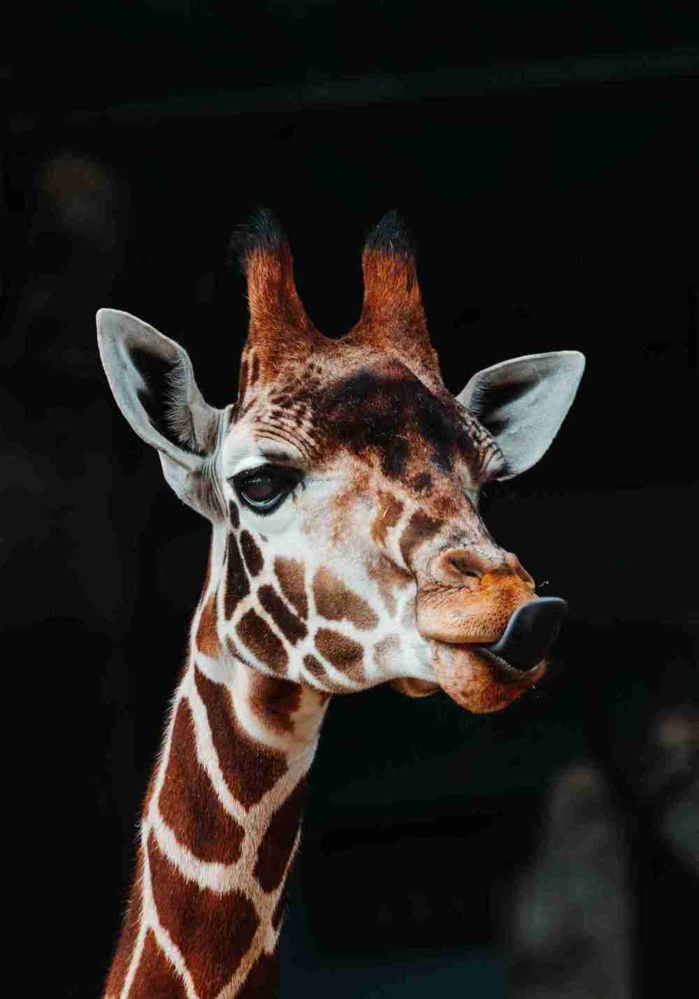 Giraffporträtt Poster