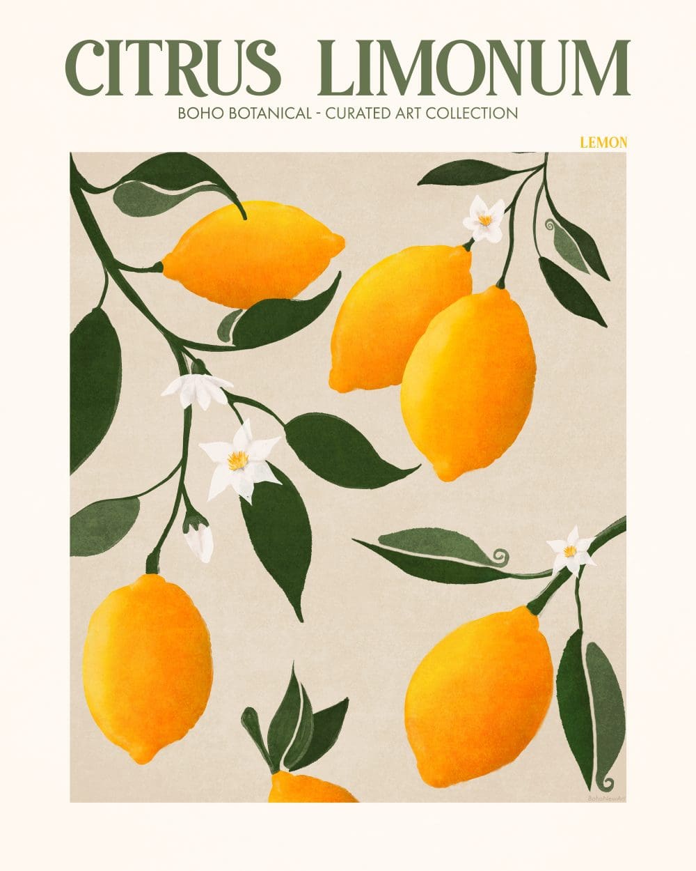 Citrus Limonum Poster