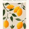 Citrus Limonum Poster