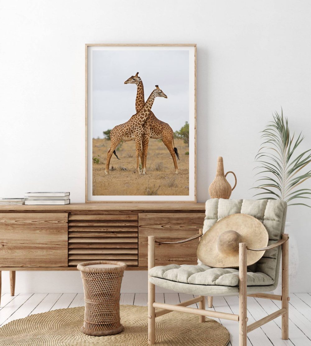 Giraffernas Eleganta Dans Poster