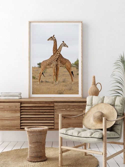 Giraffernas Eleganta Dans Poster