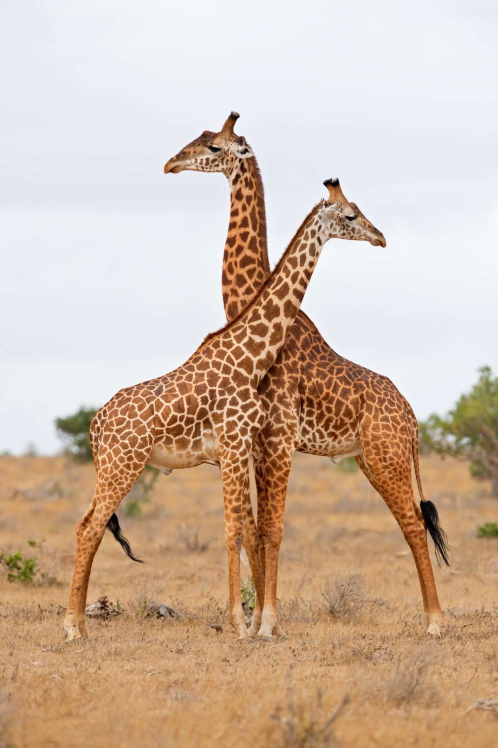 Giraffernas Eleganta Dans Poster