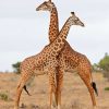 Giraffernas Eleganta Dans Poster