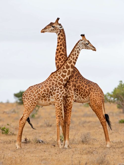 Giraffernas Eleganta Dans Poster