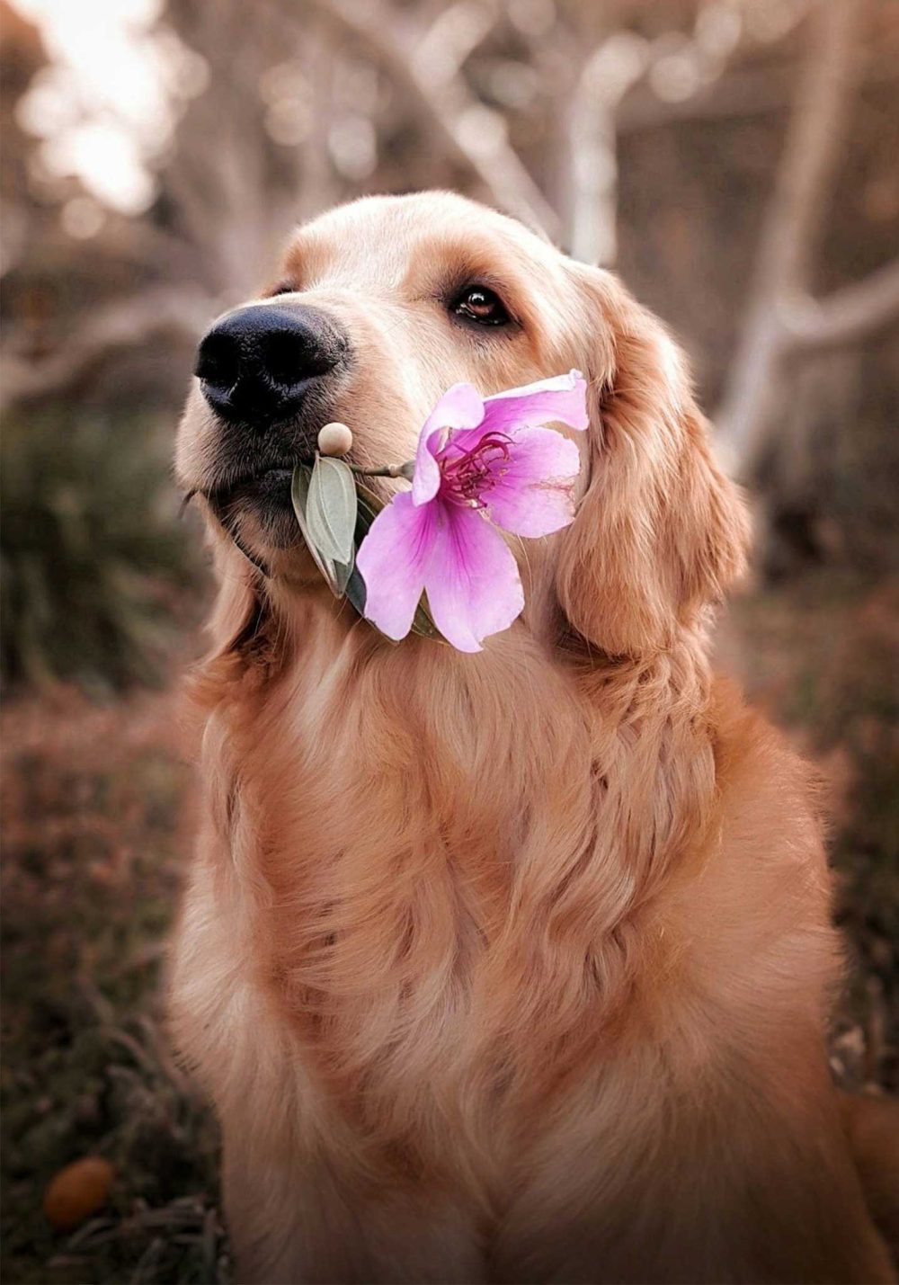 Golden Retriever med Rosa Blomma Poster