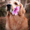 Golden Retriever med Rosa Blomma Poster