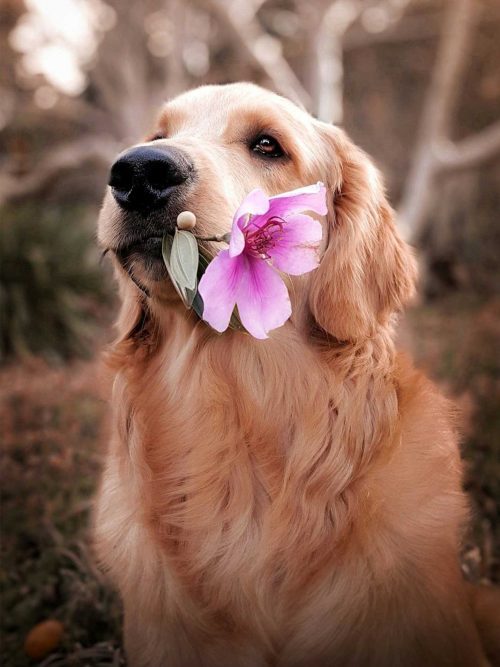 Golden Retriever med Rosa Blomma Poster