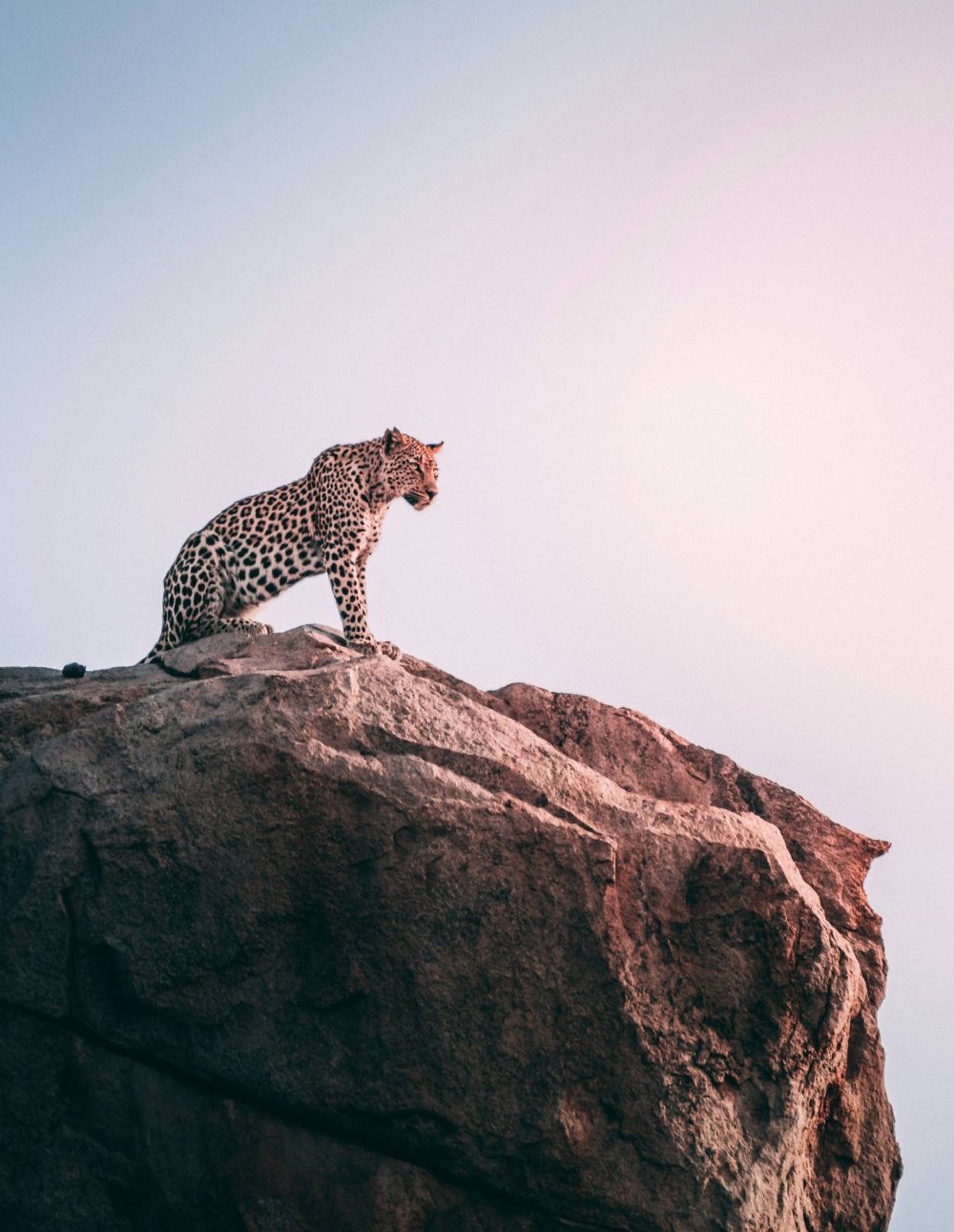 Leopard på Klippa Poster