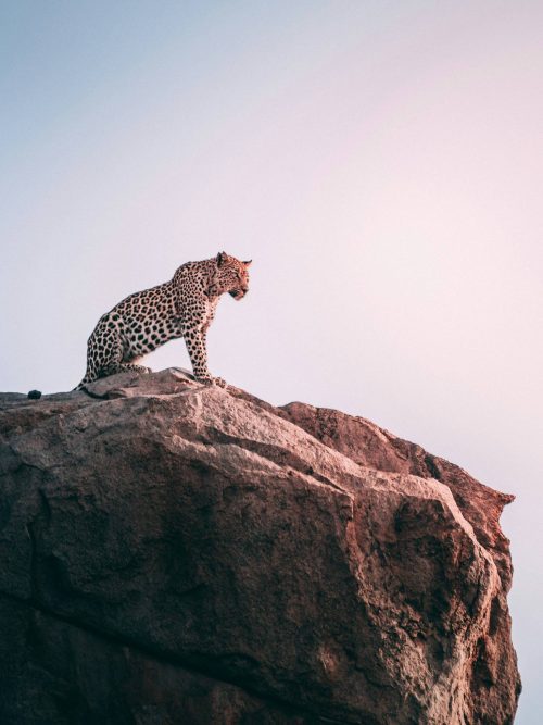 Leopard på Klippa Poster