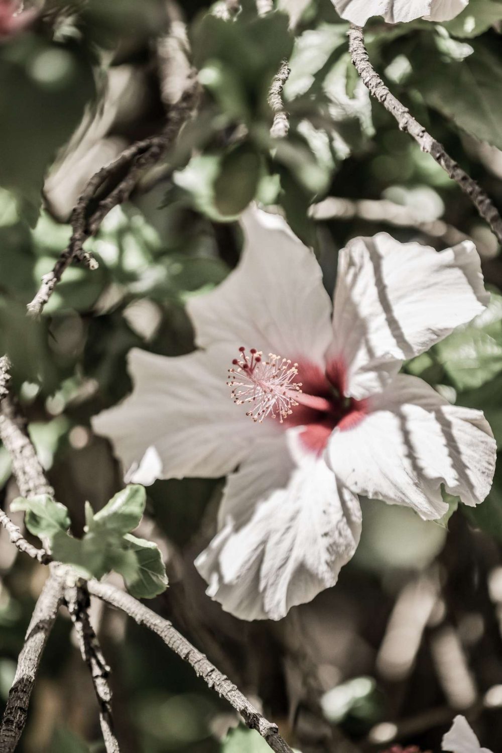 Hibiskusblomma i Skugga Poster