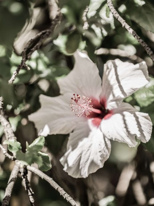 Hibiskusblomma i Skugga Poster